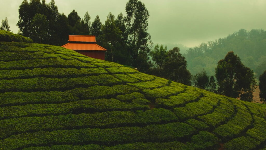 Ooty